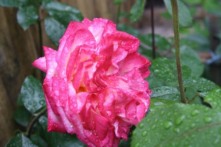 Beautiful pink rose with water drops. After a rainの写真素材