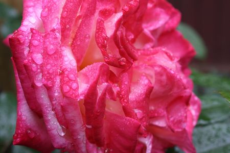 Beautiful pink rose with water drops. After a rainの写真素材