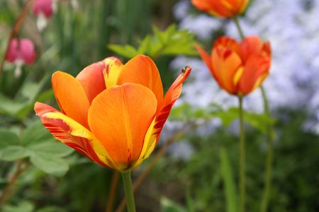 Spring flowers in garden. Tulips.の写真素材