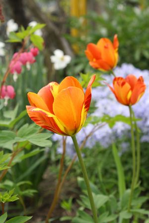 Spring flowers in garden. Tulips.の写真素材