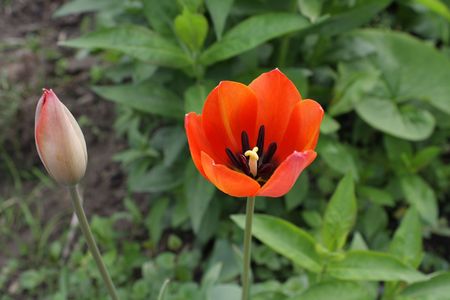 Spring flowers in garden. Tulips.の写真素材