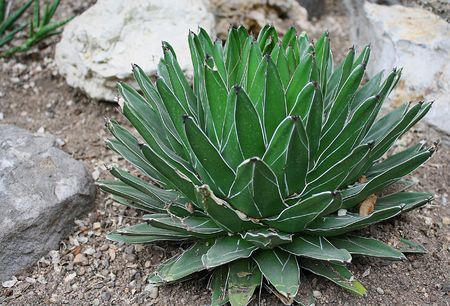 Succulentの写真素材
