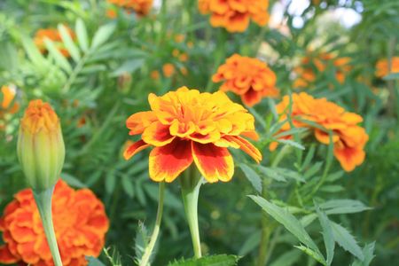 Marigoldの写真素材