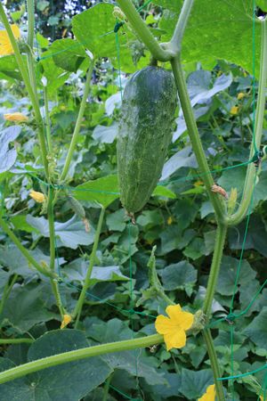 Cucumberの写真素材