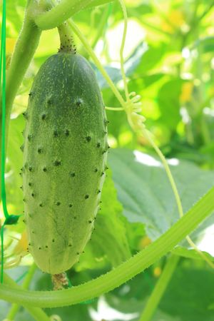 Cucumberの写真素材