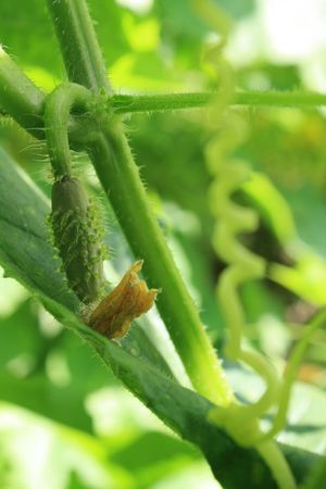 Cucumberの写真素材