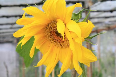 Beautiful golden yellow sunflowerの写真素材