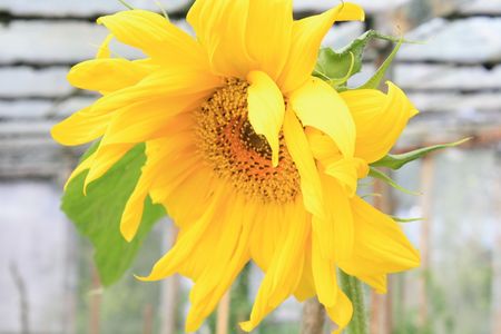Yellow sunflowerの写真素材