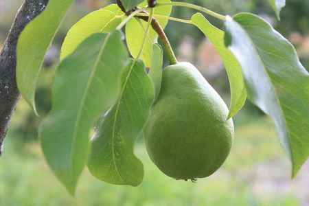 Green pear on the treeの写真素材