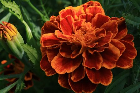 French marigoldsの写真素材