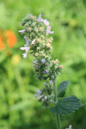Flowers of mentha piperita の写真素材