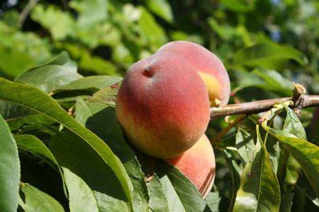Peachesの写真素材