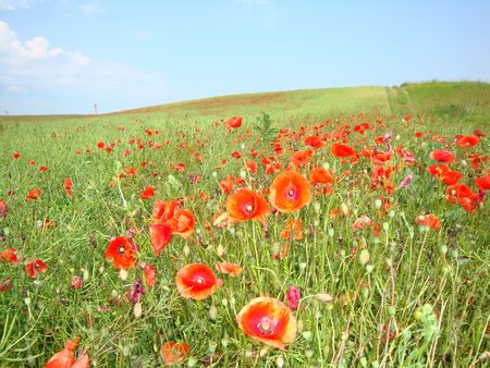 Poppiesの写真素材
