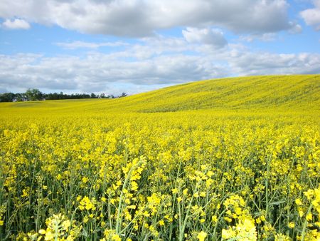 Oilseed rape plantsの写真素材