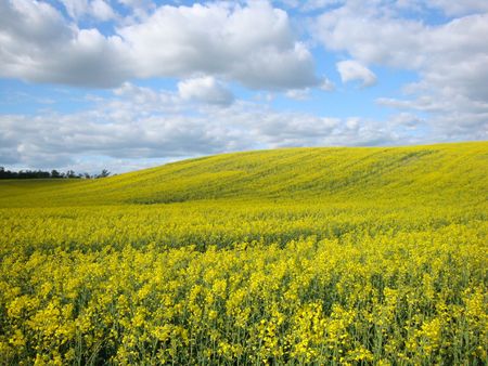 Oilseed rape plantsの写真素材