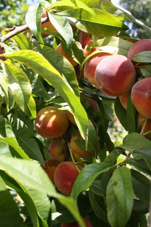 Peaches on the treeの写真素材