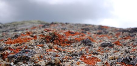 Lichen