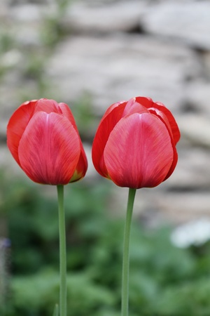 Tulipsの写真素材
