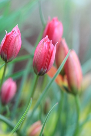 Tulipsの写真素材