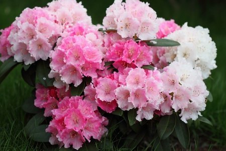 Rhododendronの写真素材