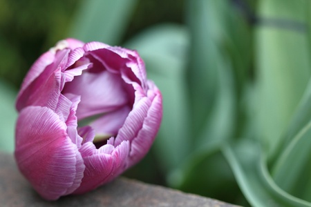 Tulipsの写真素材