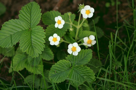 Strawberry flowersの写真素材