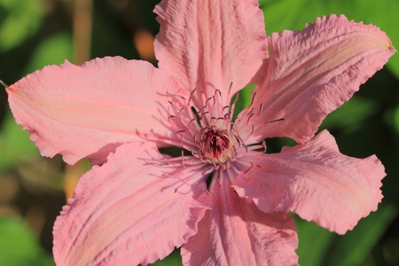 Clematis close-upの写真素材
