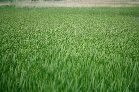Reedsの写真素材
