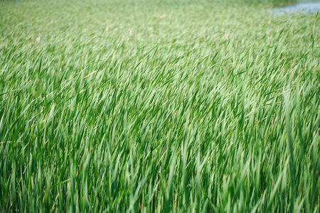 Reeds backgroundの写真素材