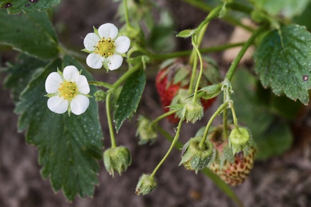 Strawberryの写真素材