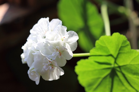 Geranium flowerの写真素材