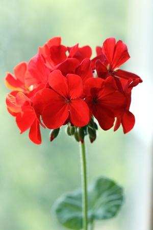 Red pelargonium ringの写真素材