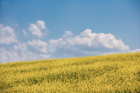 Rapeseed field
