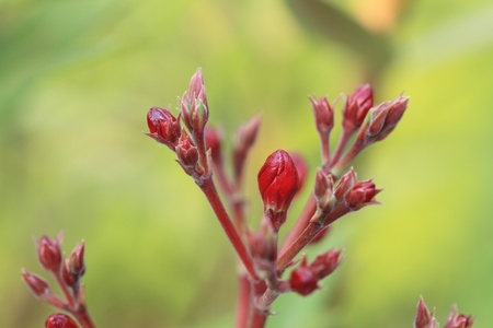 Flower budsの写真素材