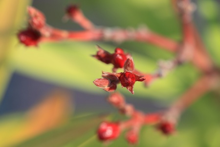 Flower budsの写真素材