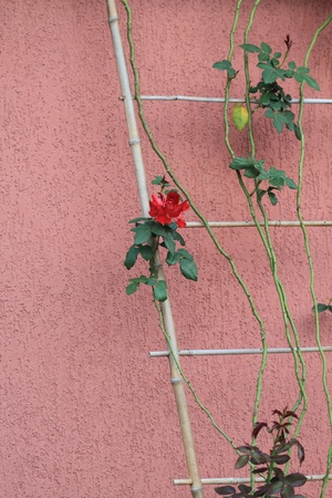 History of one roseの写真素材