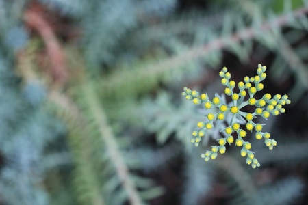 Inflorescenceの写真素材