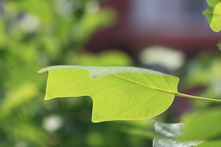 Leafの写真素材
