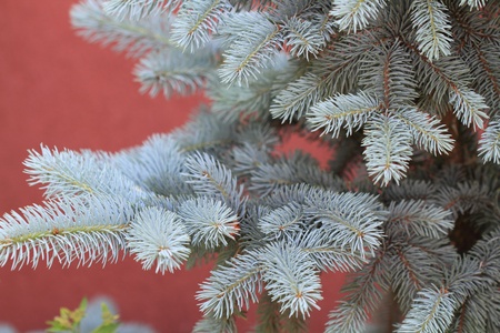 Blue spruceの写真素材