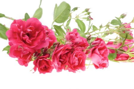 Pink roses の写真素材