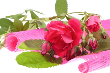 pink roseの写真素材