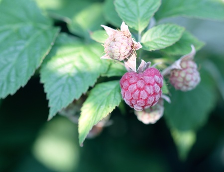 Red raspberryの写真素材