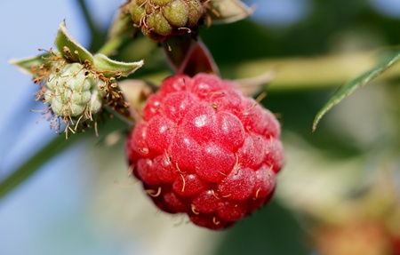 Red raspberryの写真素材