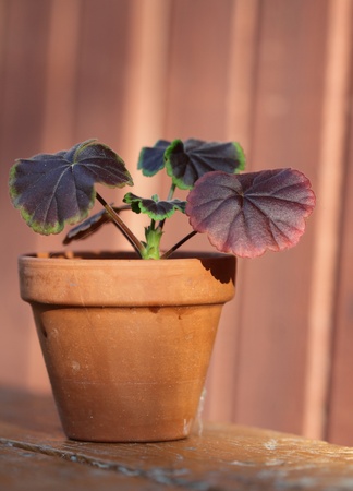 Geranium の写真素材