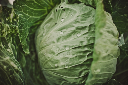   1057;abbageの写真素材