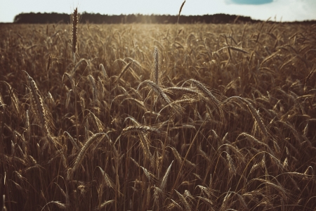 Golden wheat fieldの写真素材