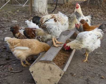 Chickenの写真素材