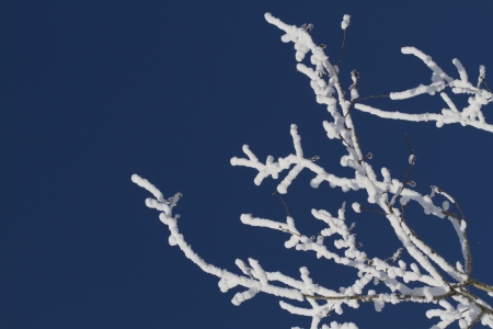 Tree covered with snow, against a blue skyの写真素材