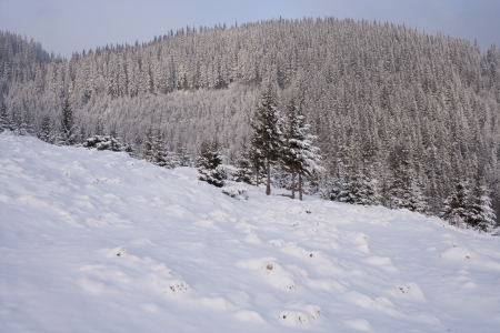 Carpathians mountainsの写真素材