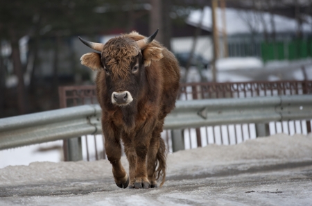 Caucasian calfの写真素材